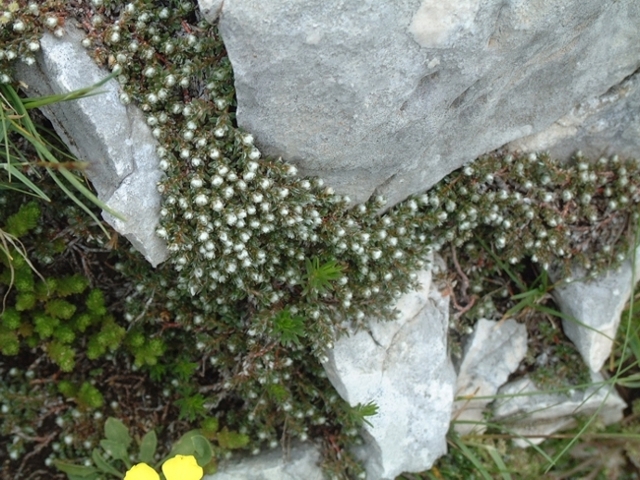 pianta con fiori minuscoli - Androsace cfr. villosa